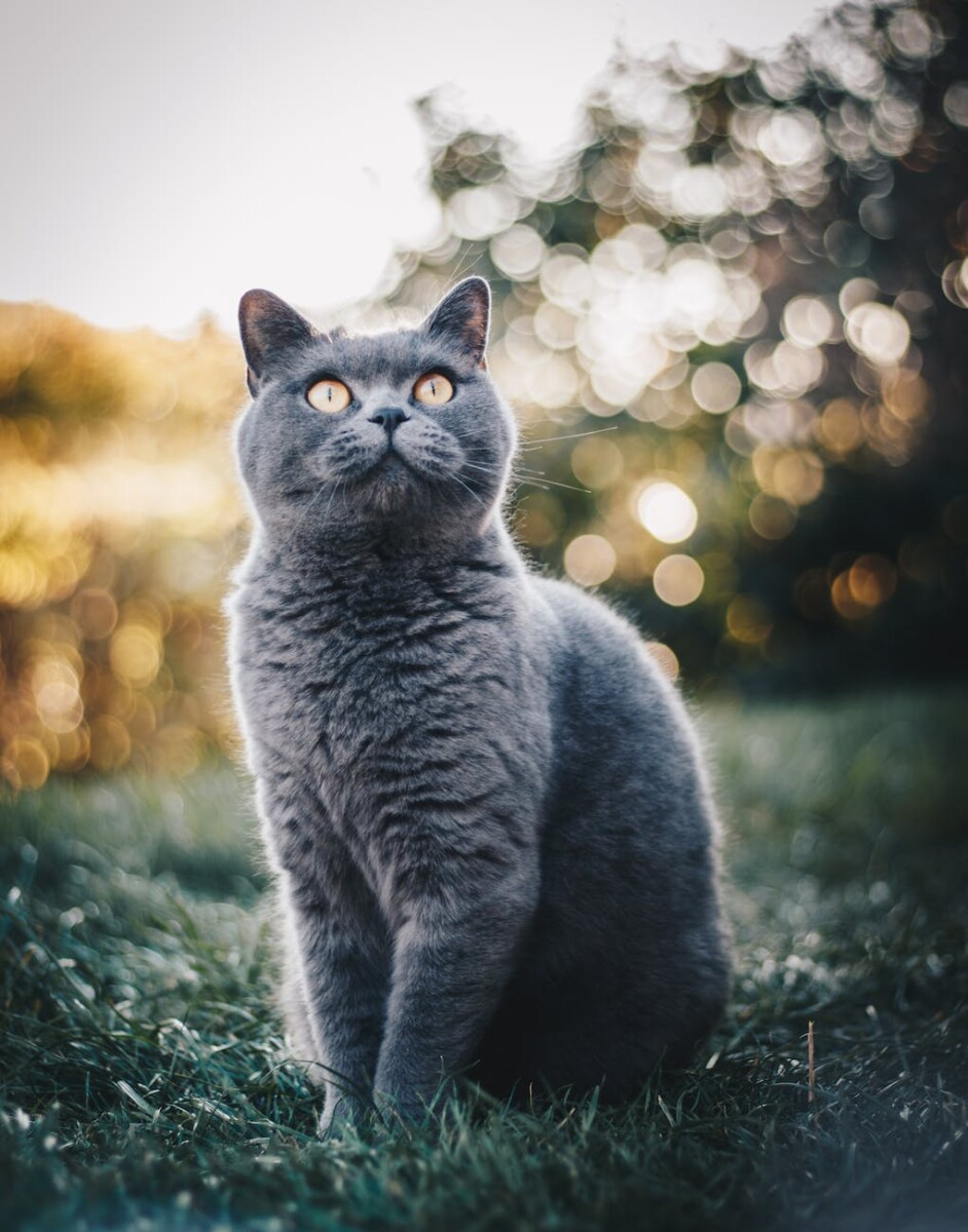 photo of british shorthair cat sitting on grass field