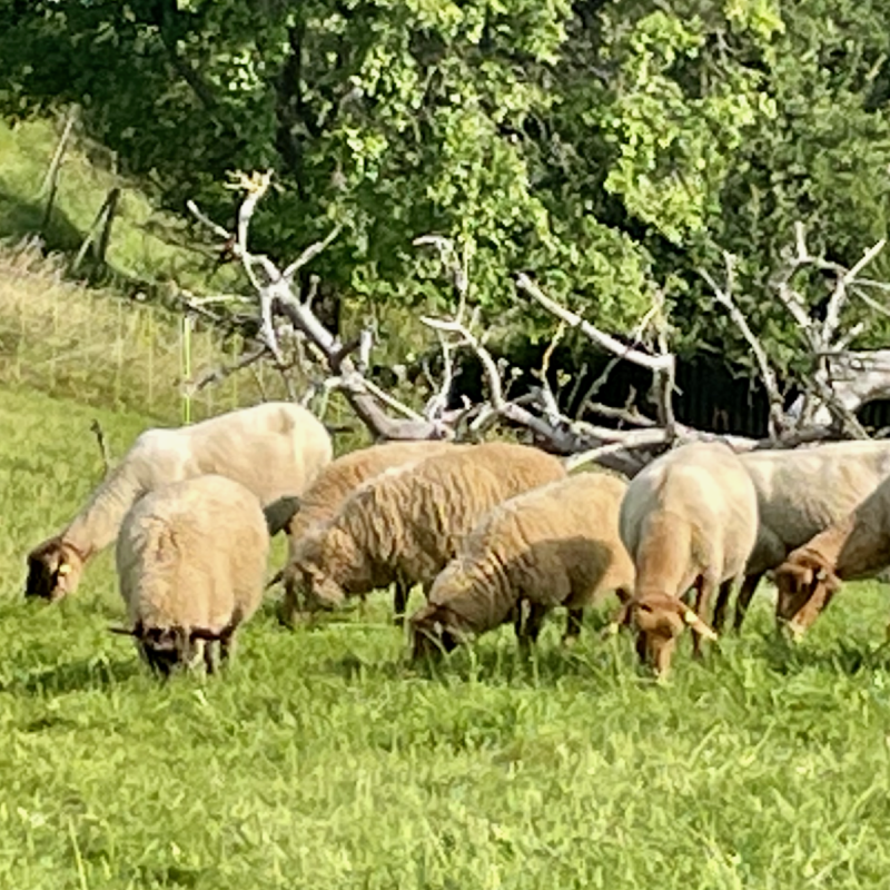Unbekannte stehlen Schafe von Weide