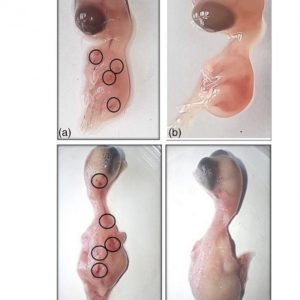 LTE-Mobilfunkstrahlung schädigt Hühner-Embryos – uns Menschen auch?