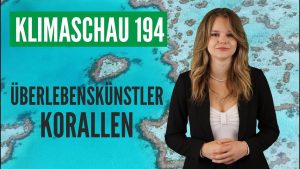 Korallen wehren sich gegen den Klimawandel effektiver als gedacht