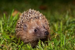Mit Igel Fussball gespielt? Syrer im Tierquäler-Prozess freigesprochen