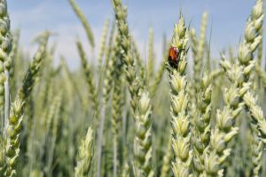 EU: Nimm Deine Finger aus meinem Teller 