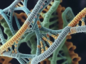 Forscher von MWGFD melden Nachweis von Plasmid-DNA in BioNTech-Impfstoffen