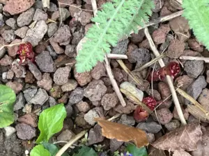 Aber die Pfingstrosen werden blühen