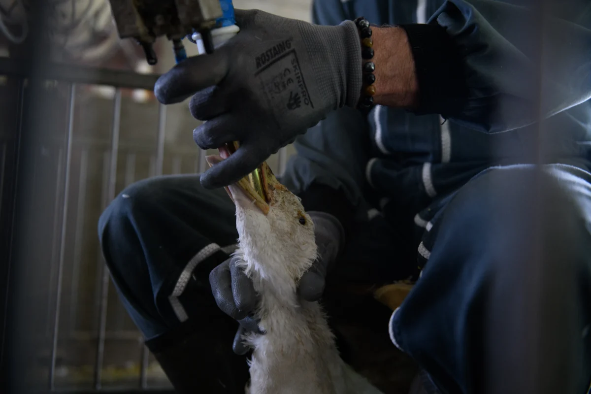 Gänseleberpastete kaufen, Tierleid importieren: Wie die EU-Lobby Gesetze nach Maß schreibt