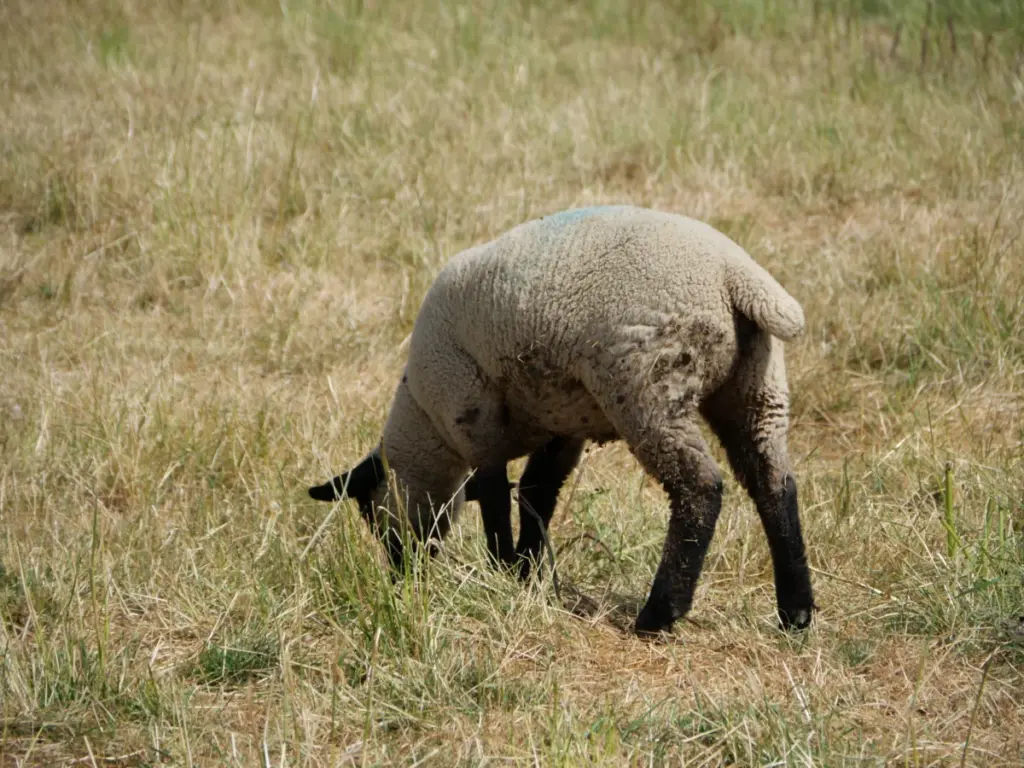 Frankreich: 19-jähriger Afghane vergewaltigt Ziegen und Schafe – auf frischer Tat gefilmt